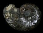 Hoploscaphites Ammonite - South Dakota #22680-1